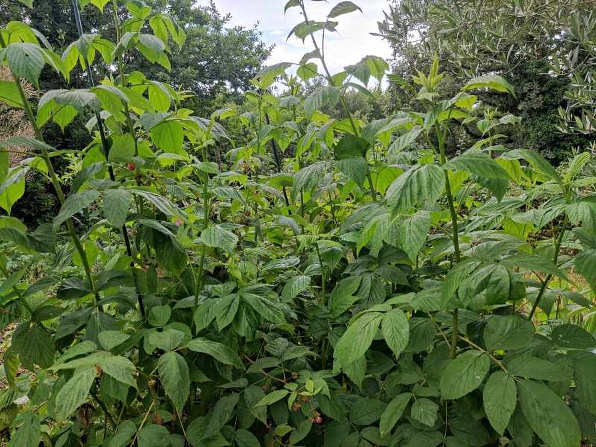 Frambueso en el jardín