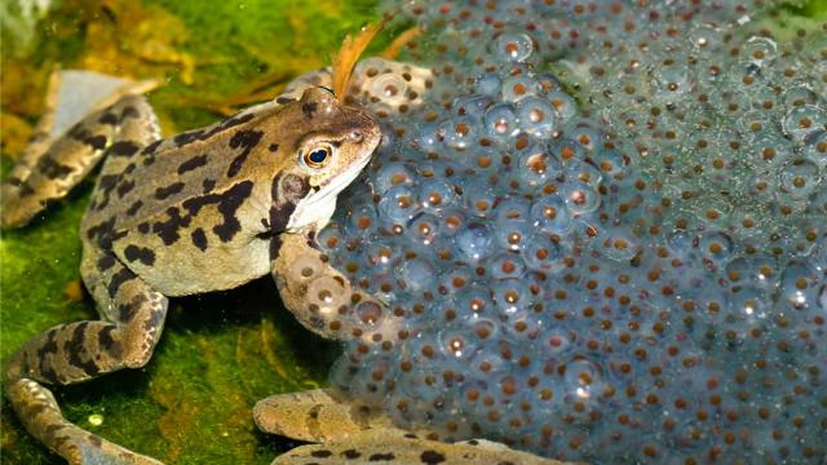 ejemplos animales oviparos ranas