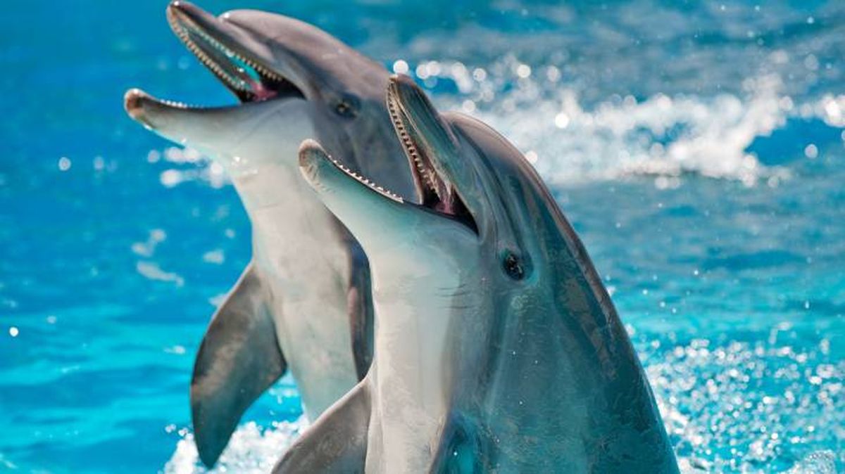 animales inteligentes delfines