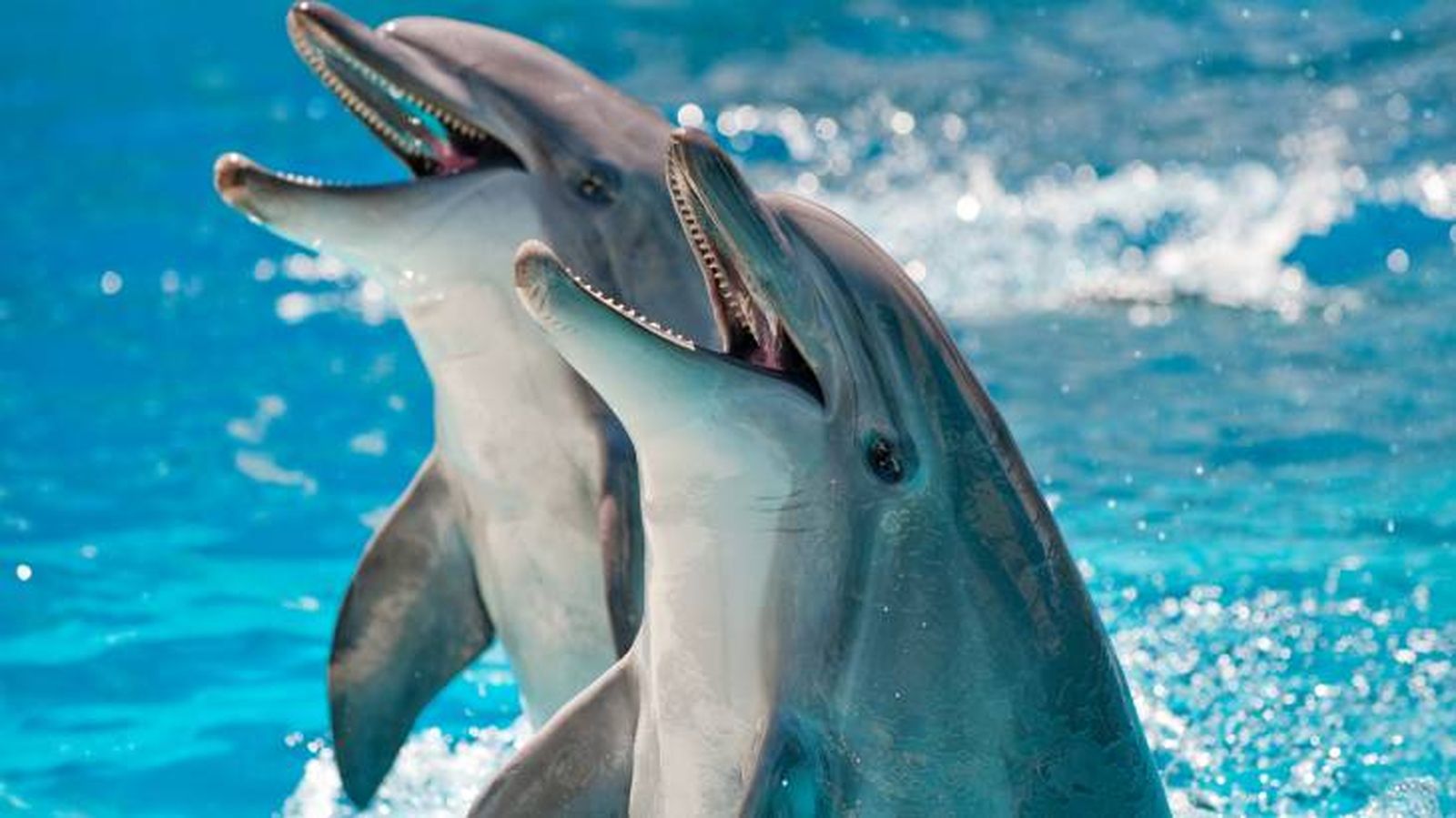animales inteligentes delfines