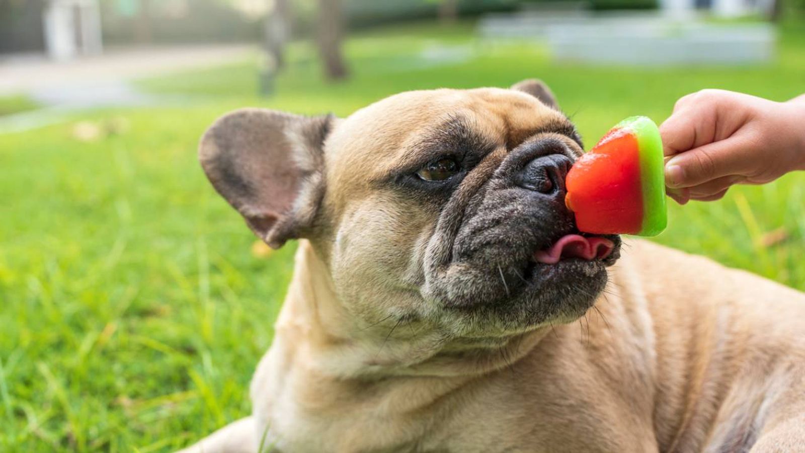 pueden comer helados los perros recetas caseras