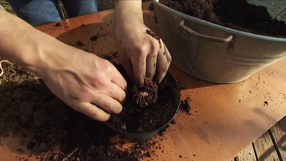 brico 631 jardin reproducir plantas vivaces