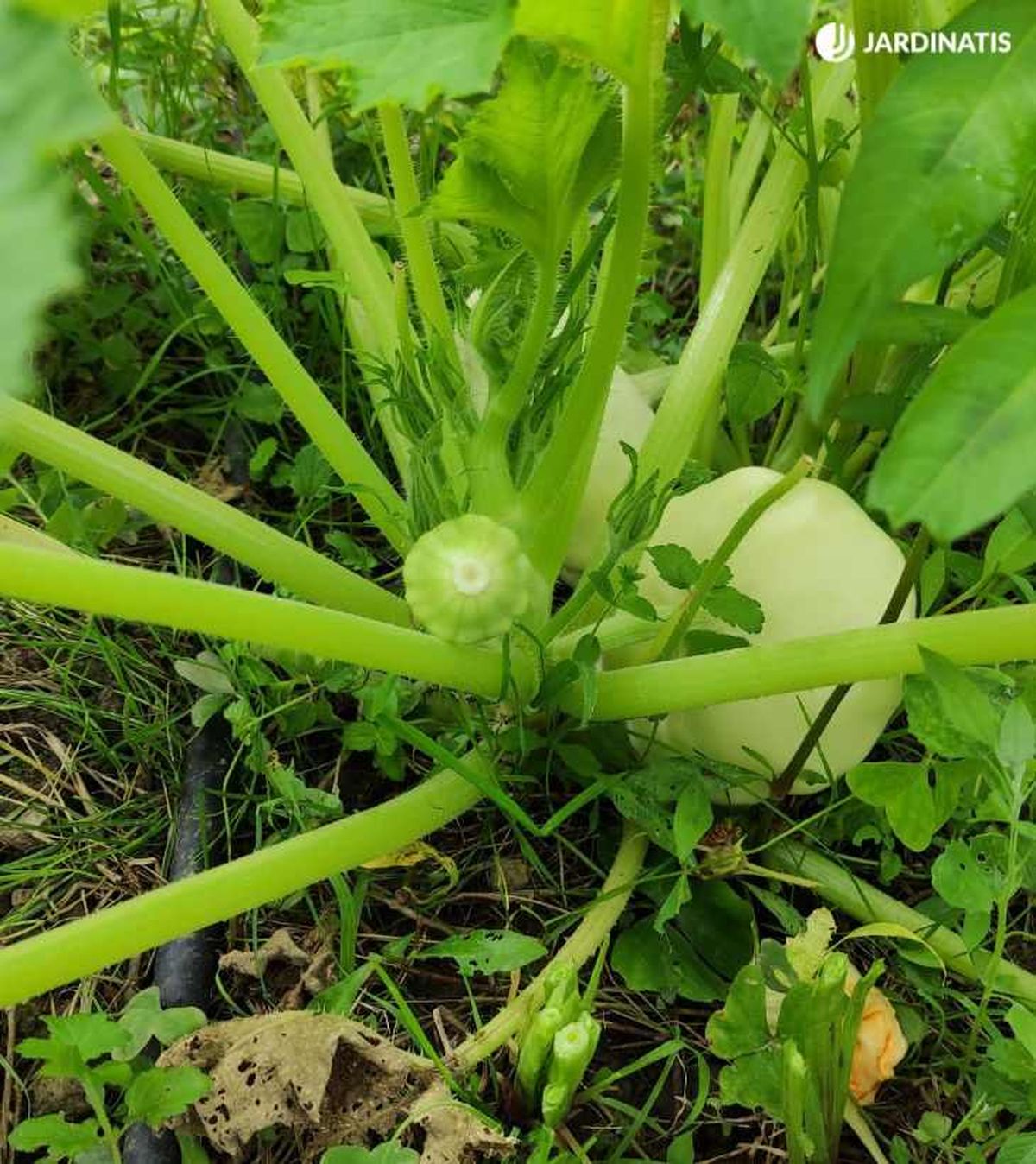 Planta de calabacín