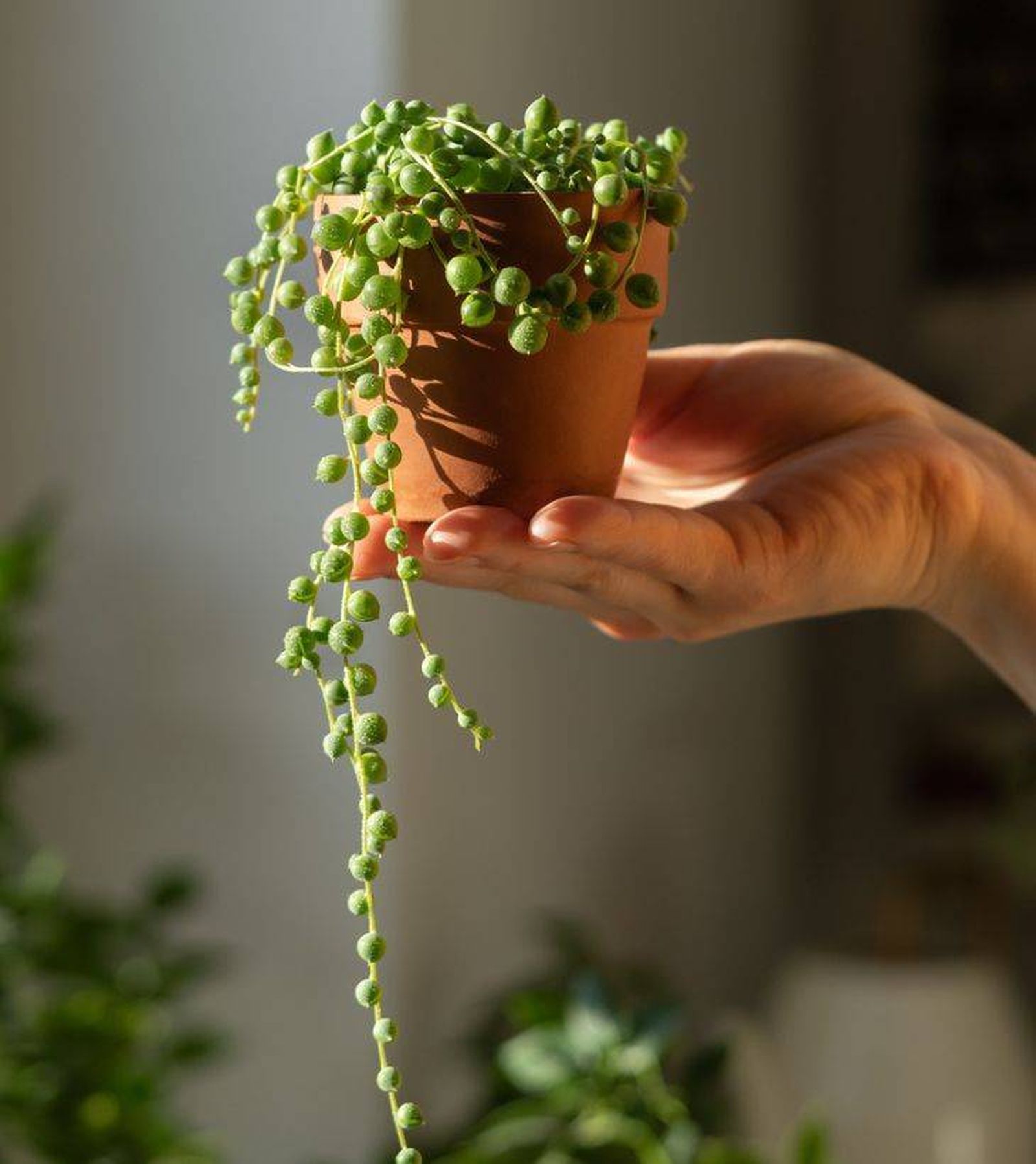 senecio rowleyanus