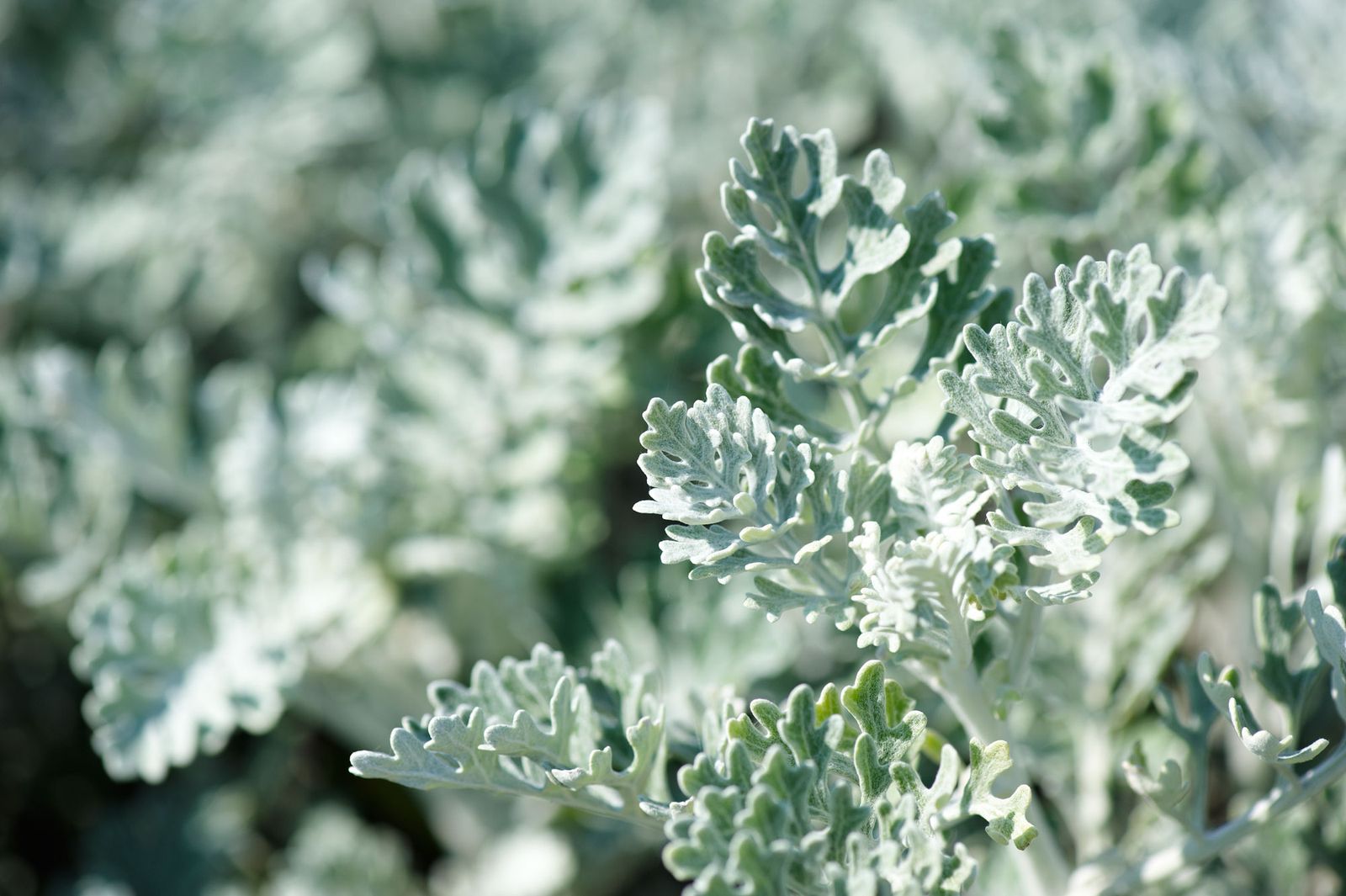 Plantas vivaces de color gris