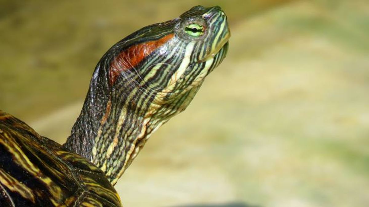 La tortuga de orejas rojas se tiene como mascota