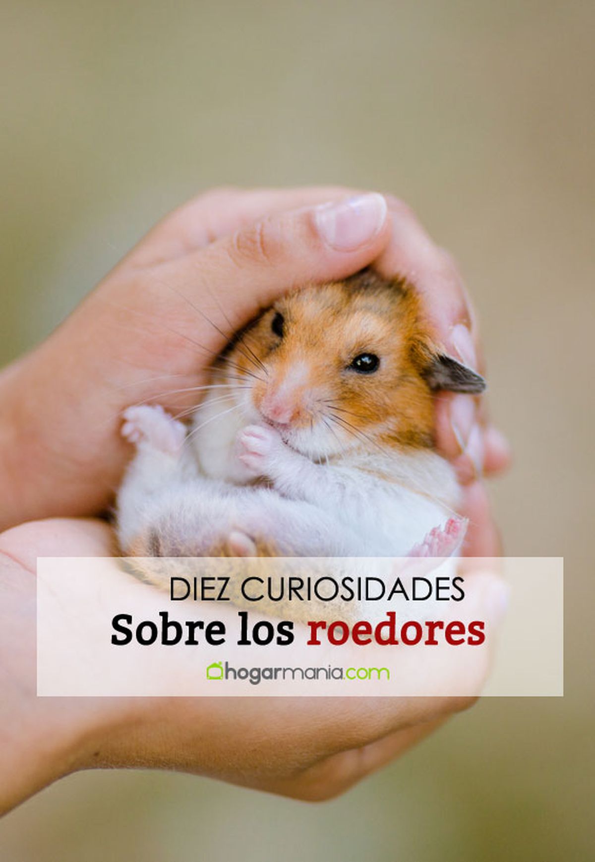 curiosidades roedores pin