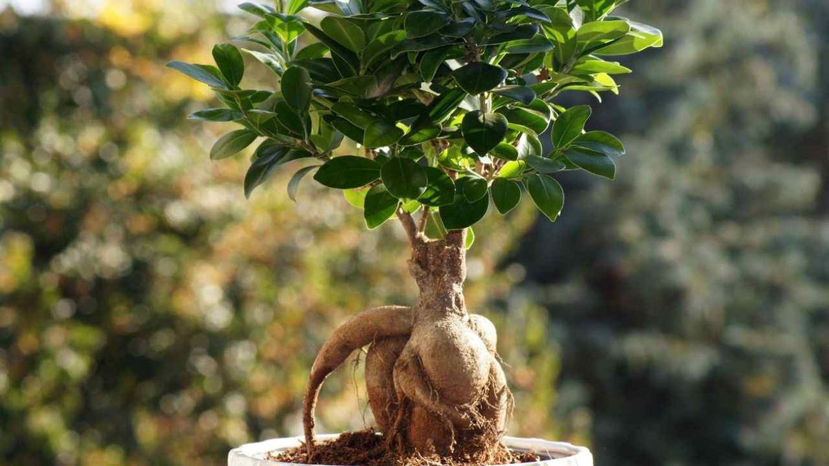 ficus microcarpa ginseng