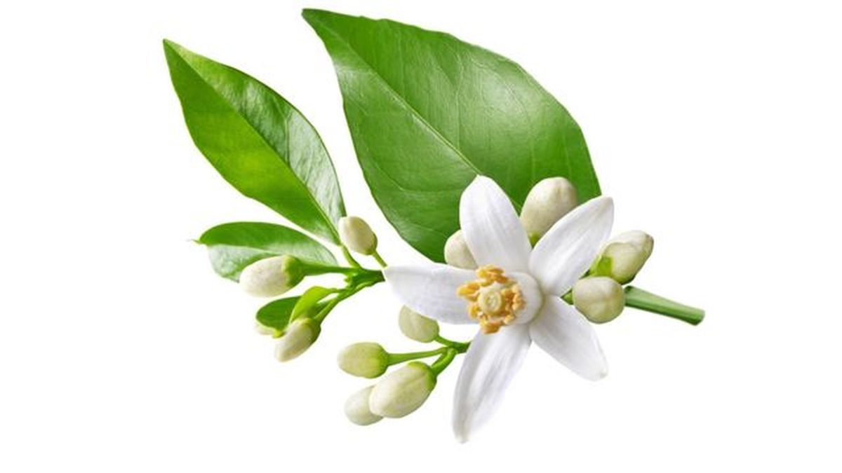 partes de un arbol hoja flor