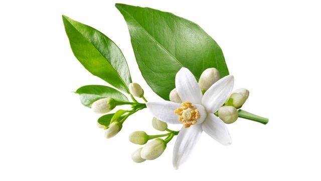 partes de un arbol hoja flor