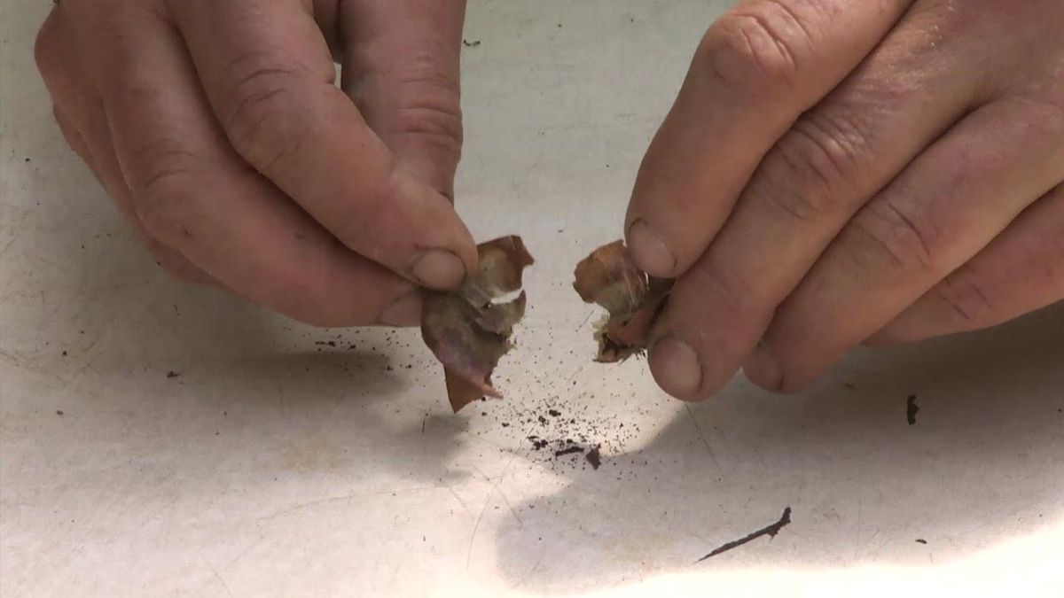 Deco743 jardineria begonia superba irene nuss tamano semillas