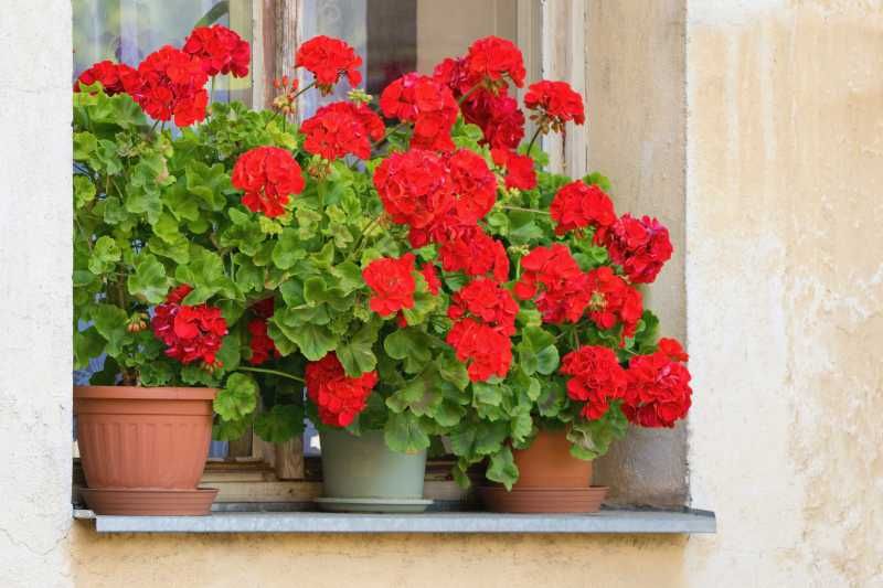 Geranios rojos.