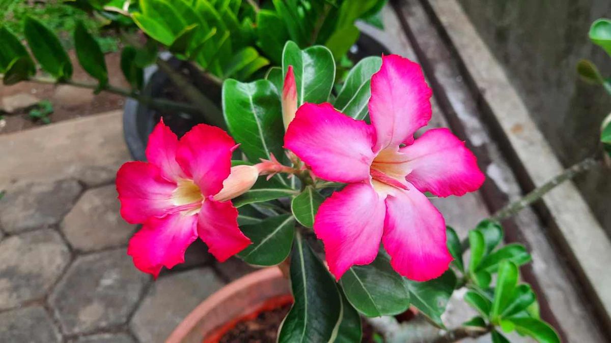 Flores de la rosa del desierto