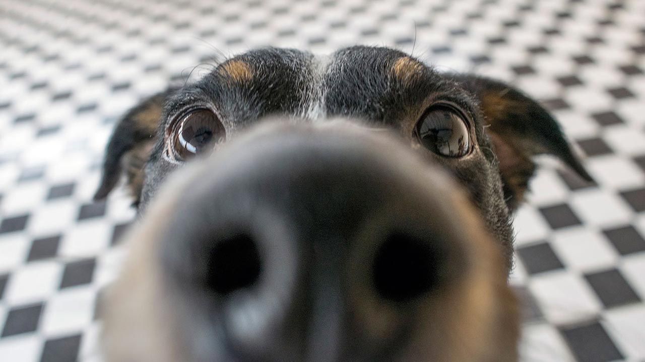 cosas que a tu perro no le gustan mascotas 1
