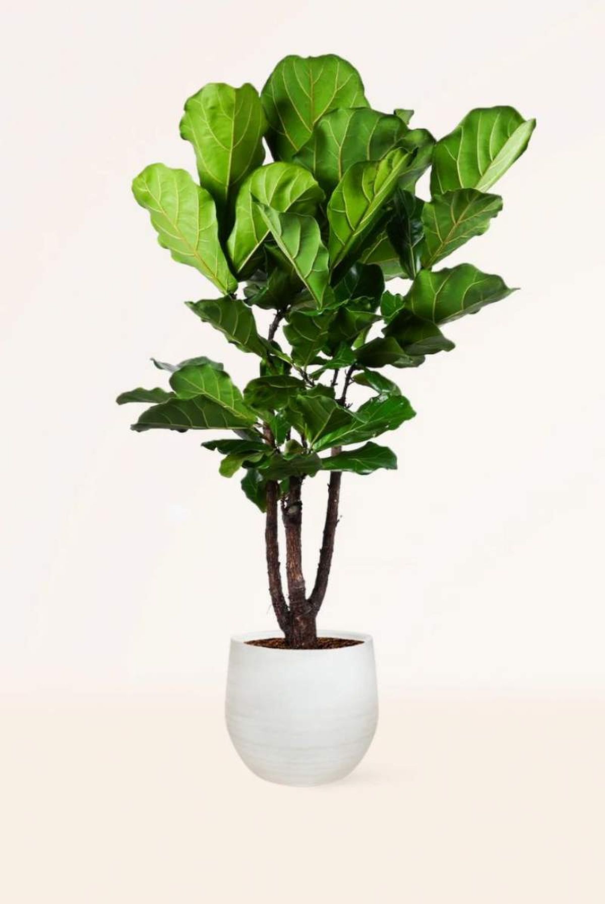 Ficus Lyrata