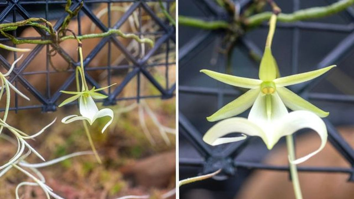 flor orquidea fantasma florida reino unido
