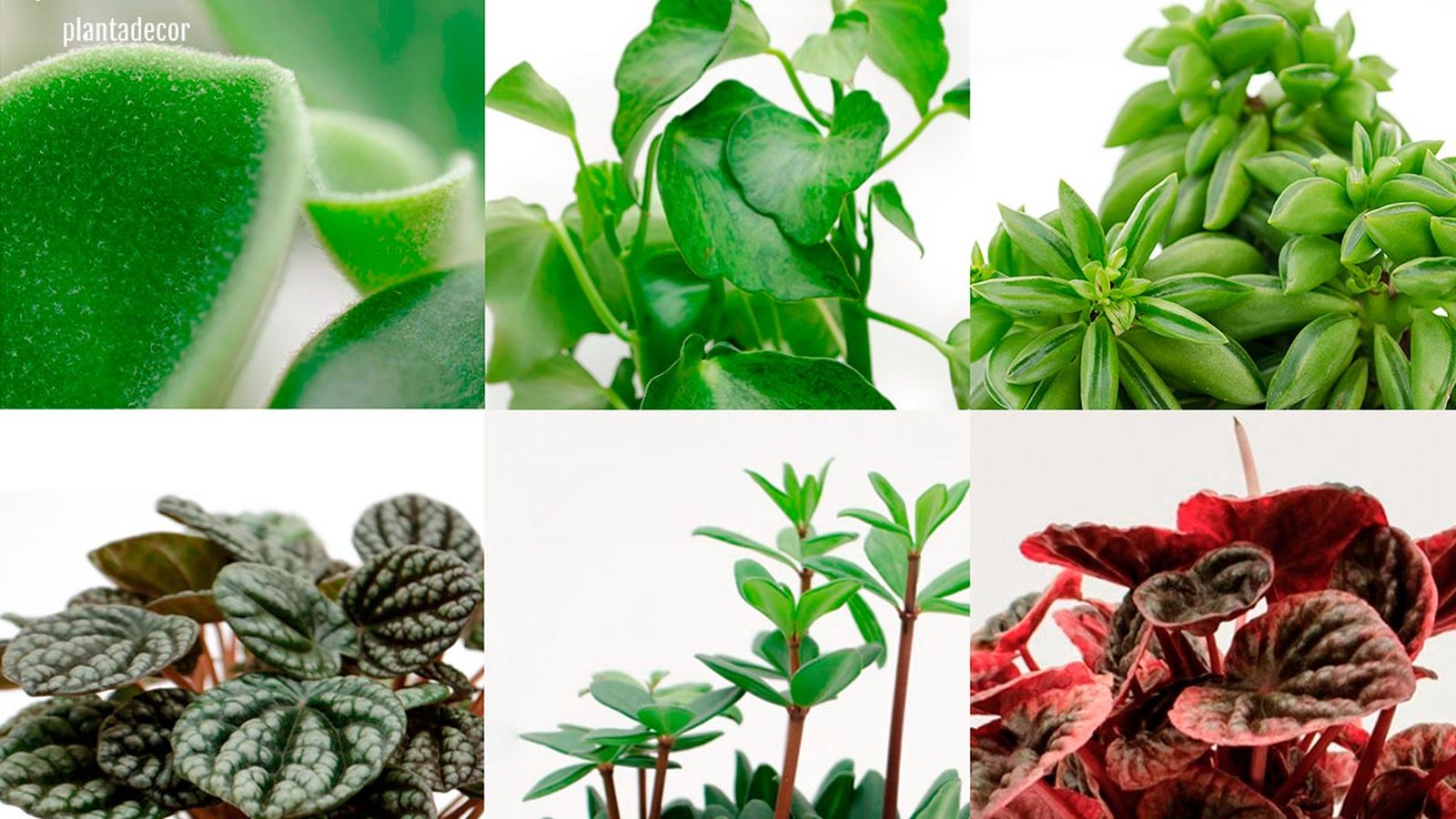 Peperomias plantas radiantes plantadecor