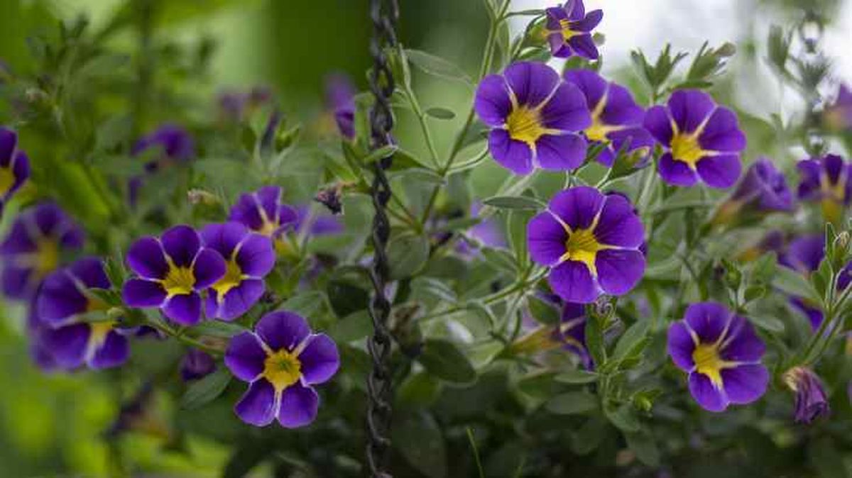 Calibrachoa parviflora