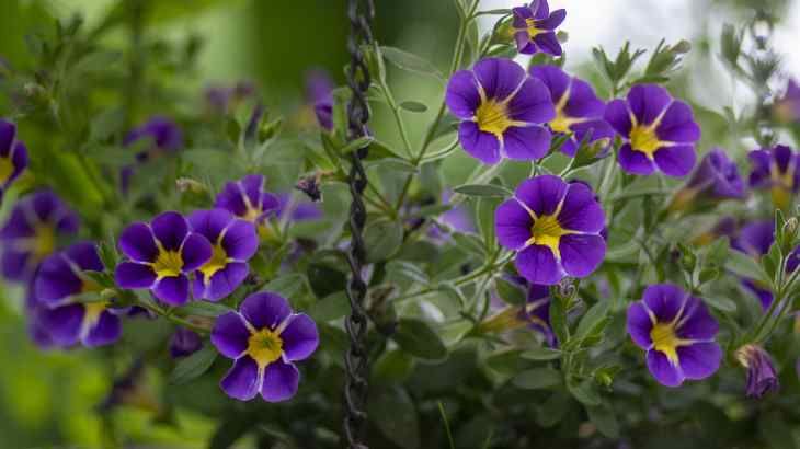 Calibrachoa parviflora
