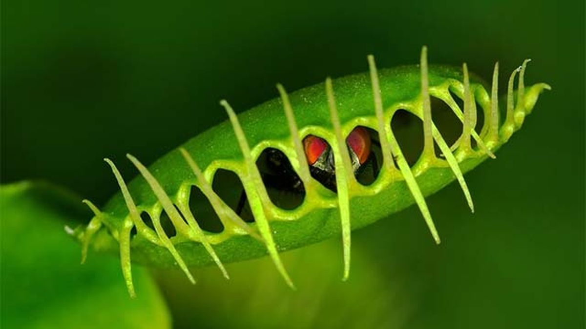 planta carnivora dionaea muscipula comiendose mosca