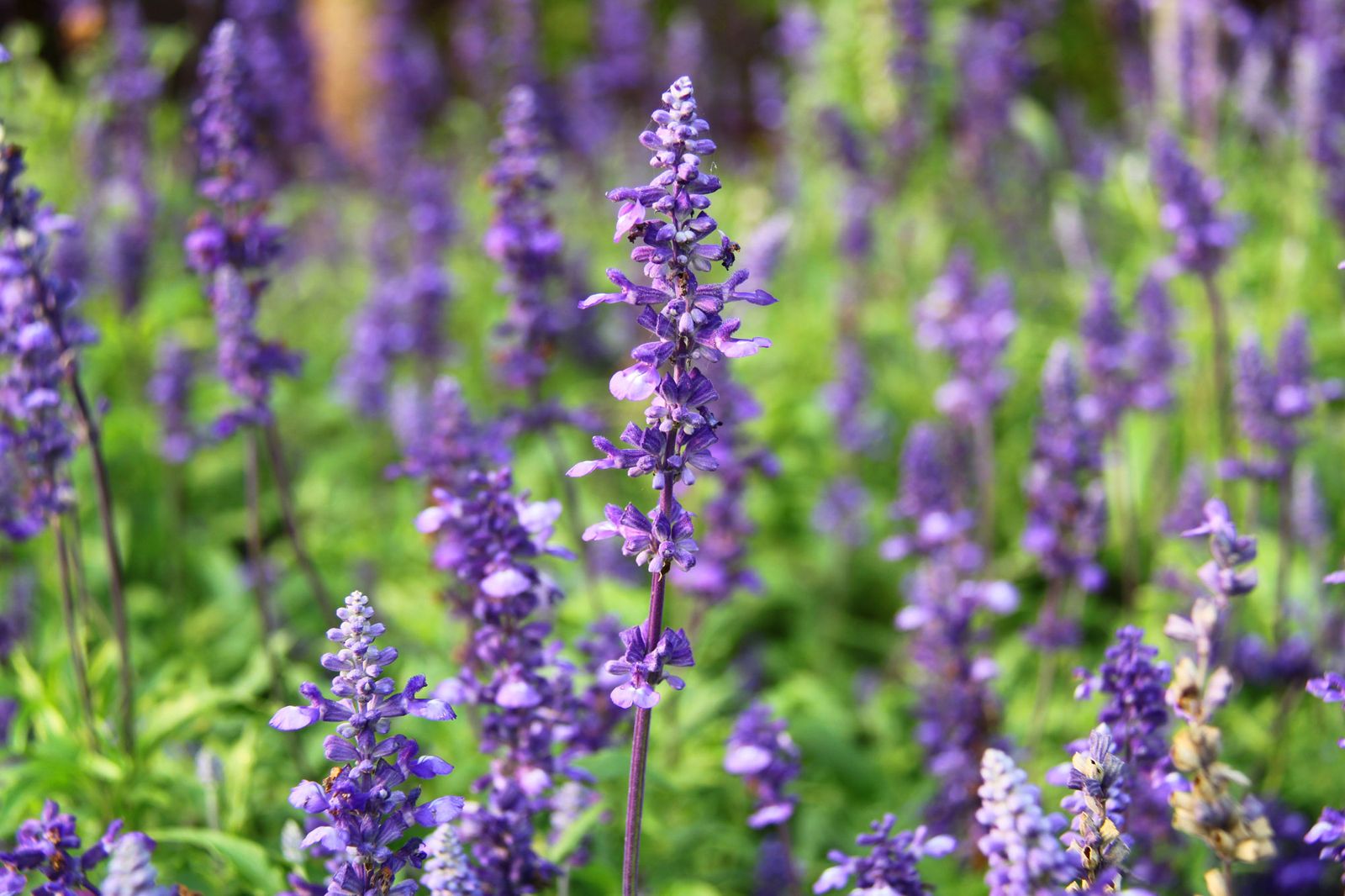 Salvia