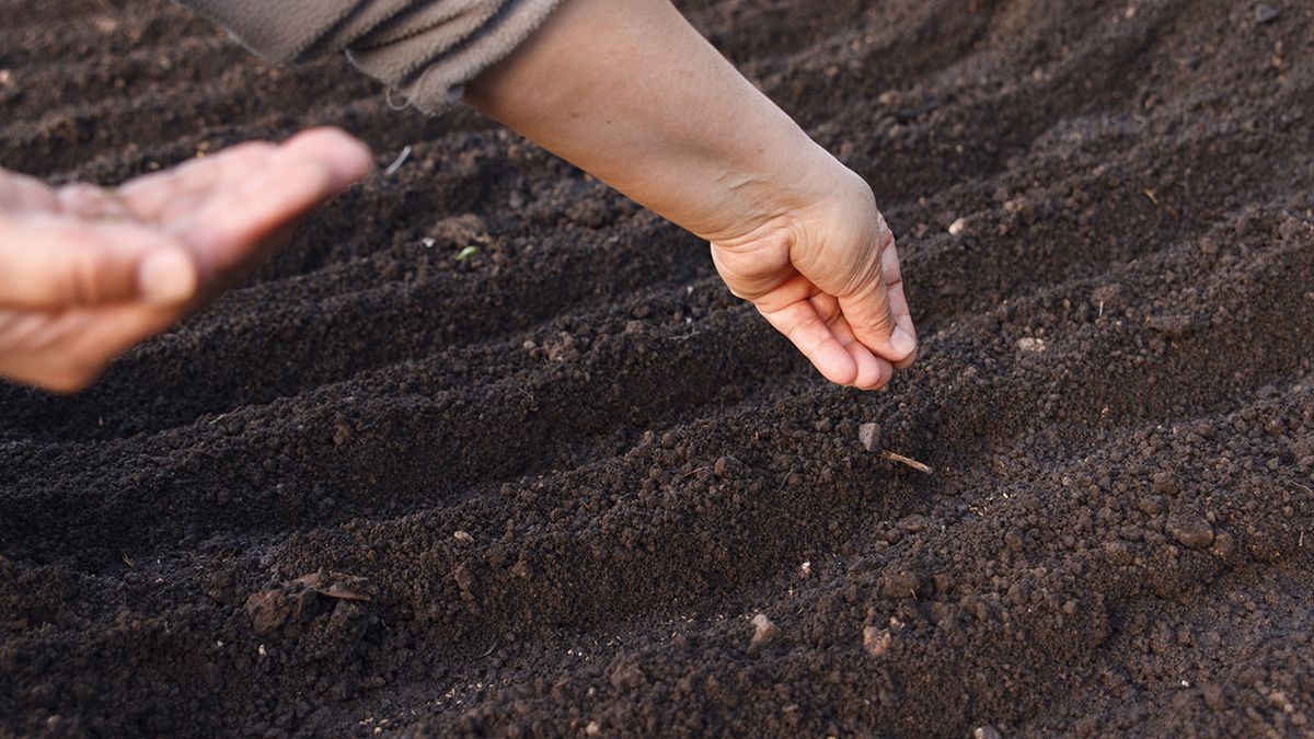 sembrar zanahorias en diciembre
