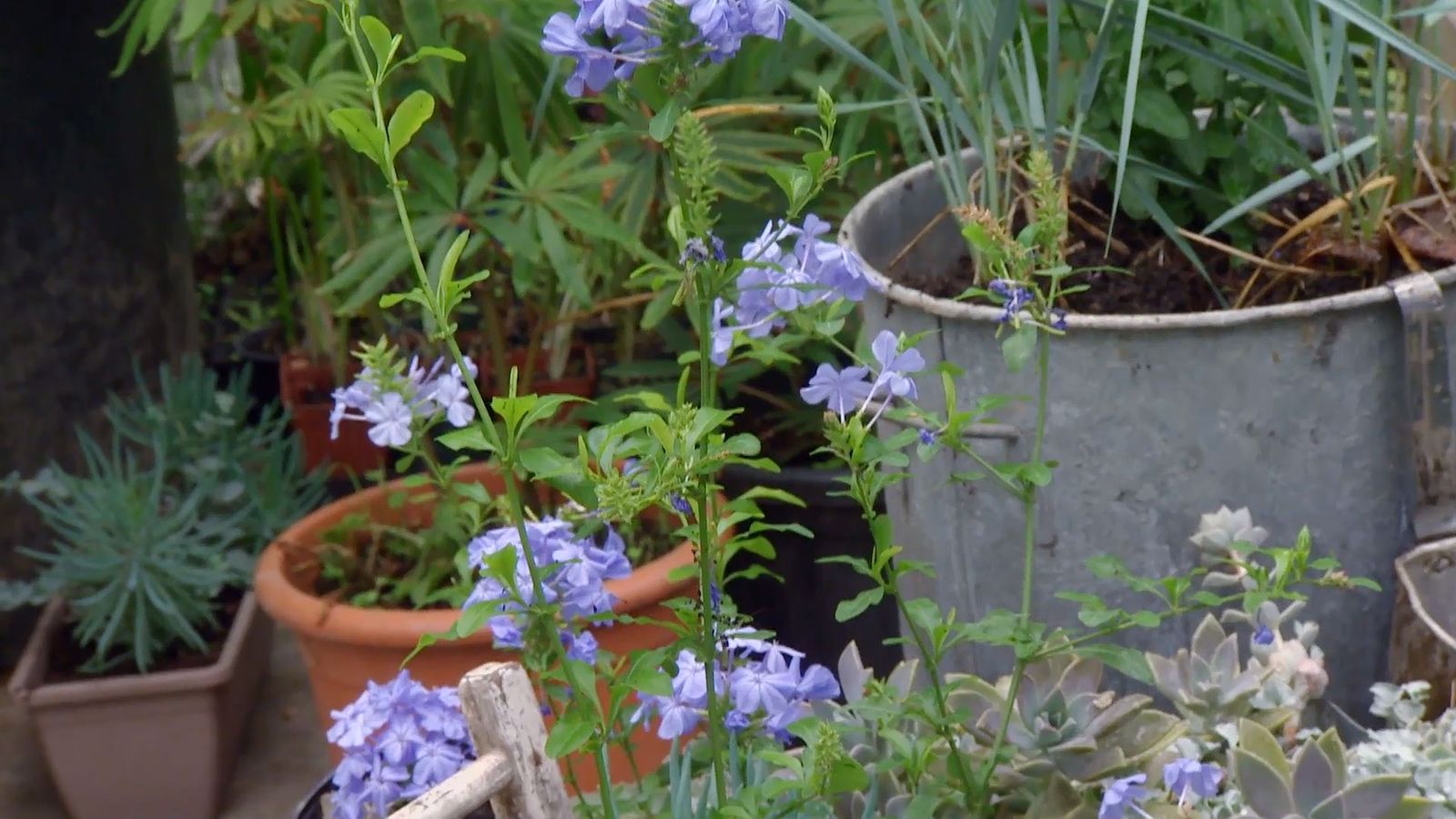 deco 660 jardineria composicion verano tonos azules xl