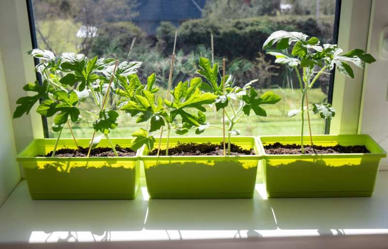 Plantas jóvenes de sandía Citrullus lanatus