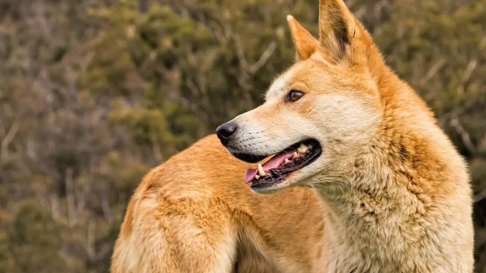 razas de perros salvajes xl