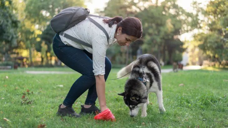 estrenimiento en perros 3