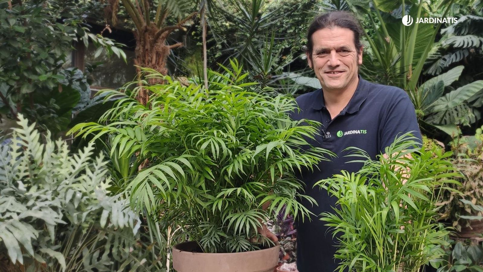 Chamaedorea elegans cuidados