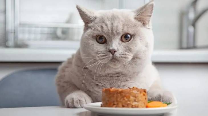 comida humeda para gatos 6 (1)