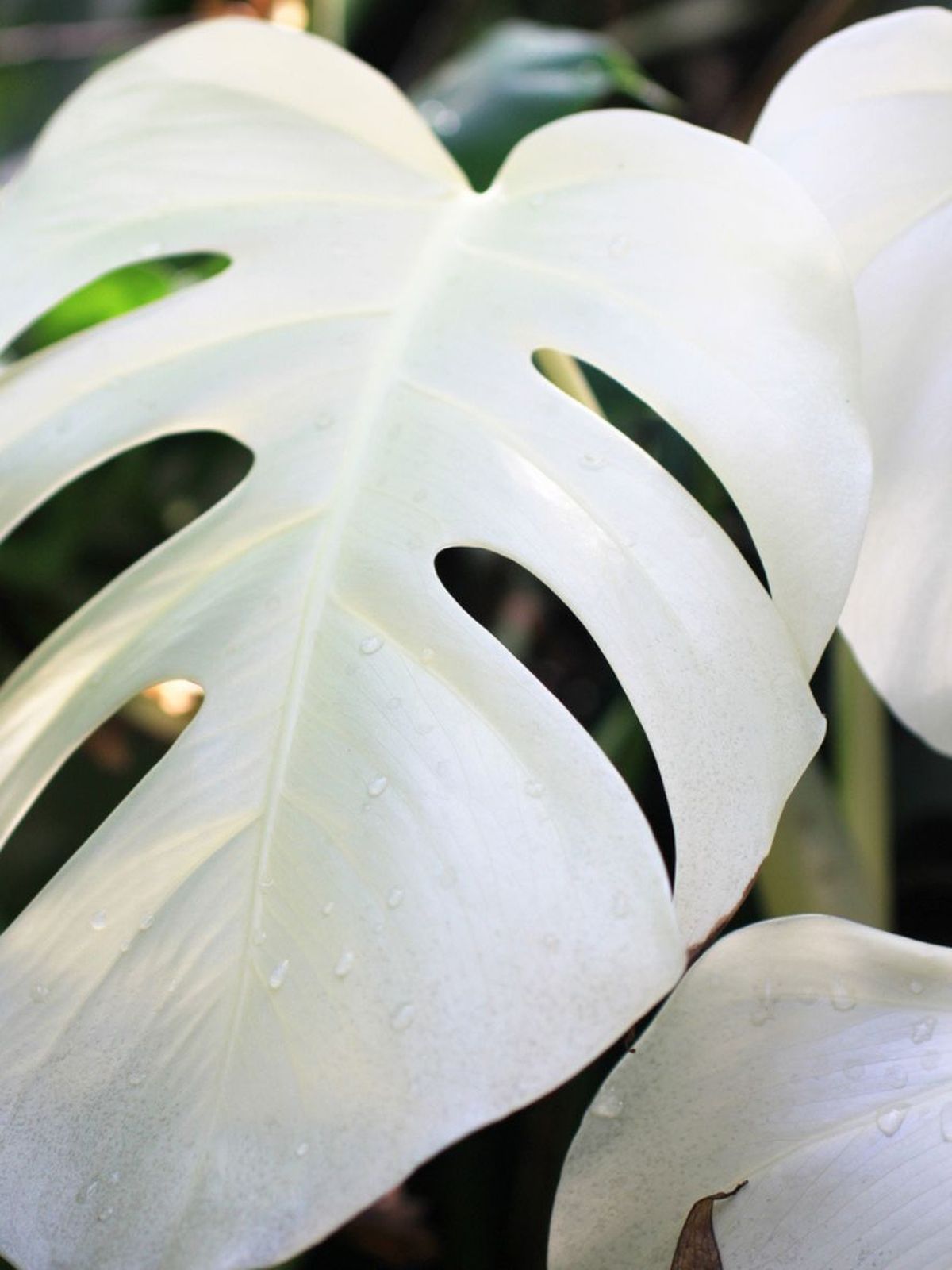 que es el albinismo en plantas