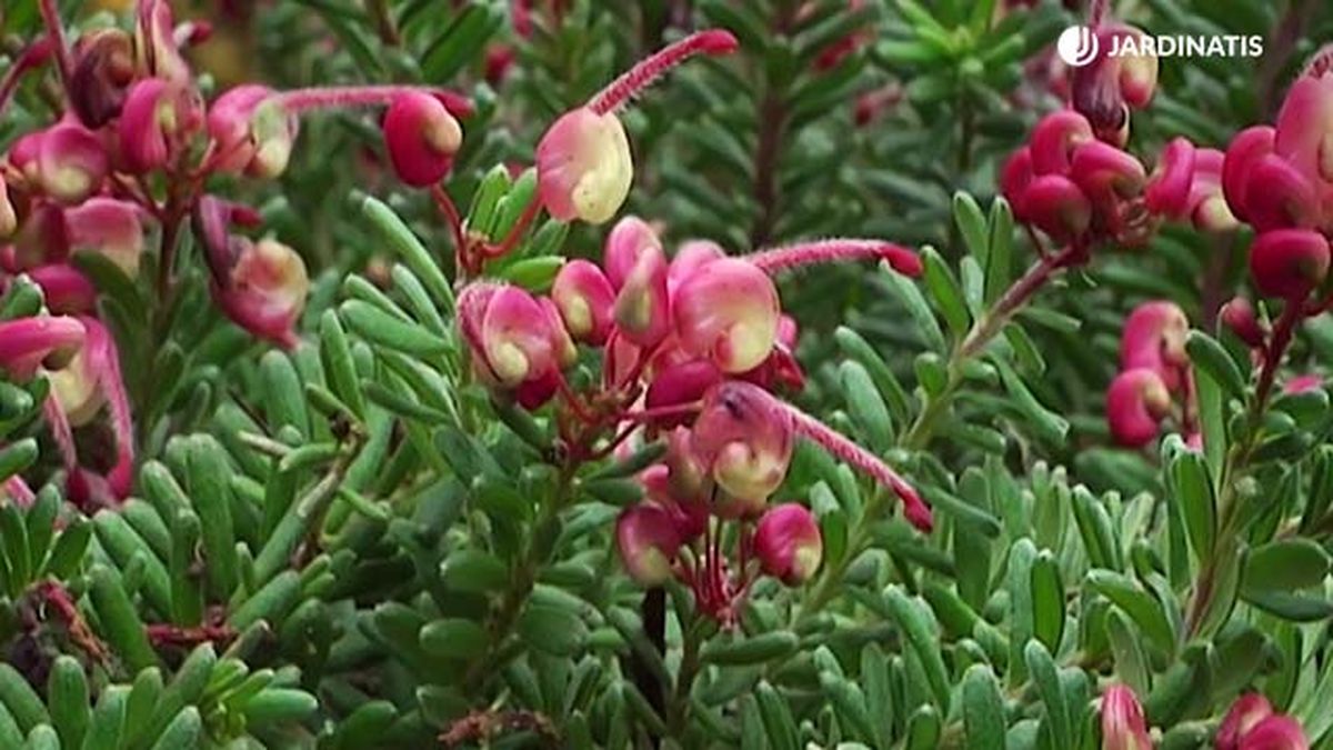 flores de grevillea lanigera brico 680 jardinatis