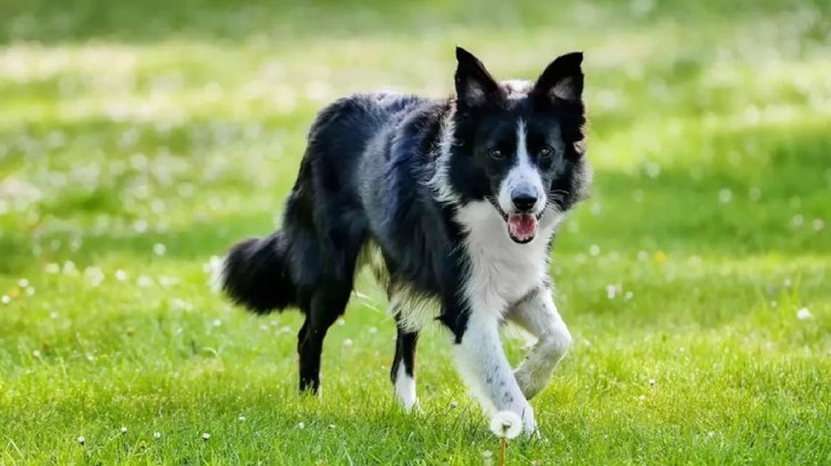 perros mas inteligentes collie