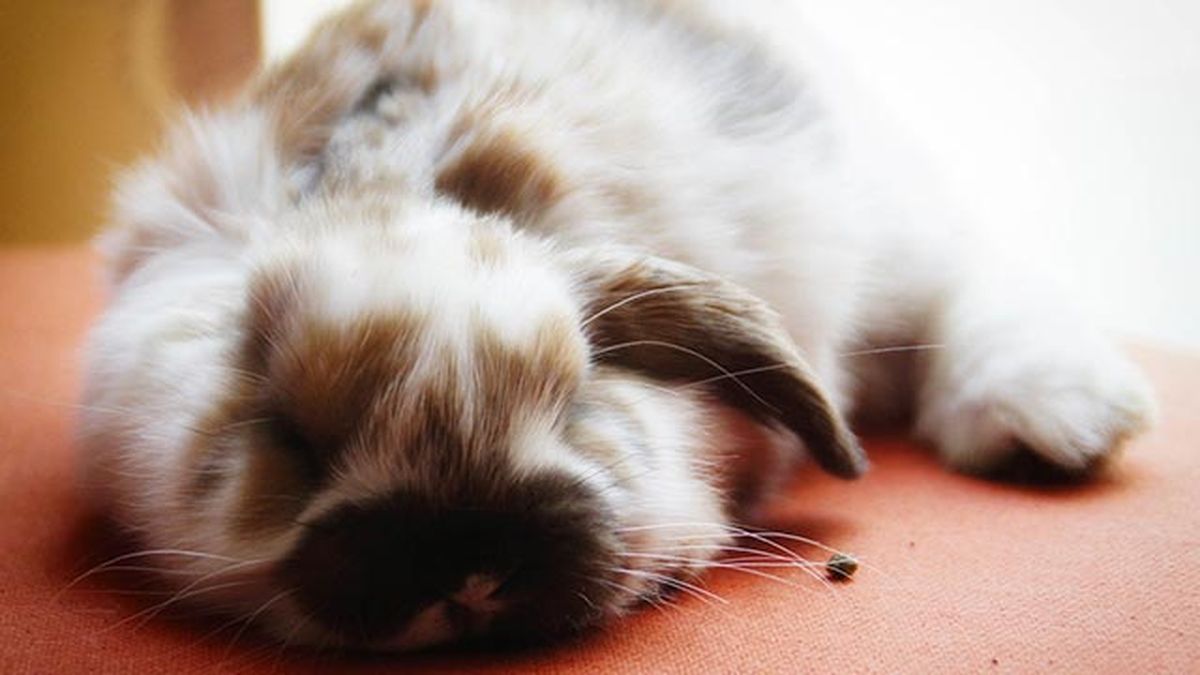 conejo dormido 3