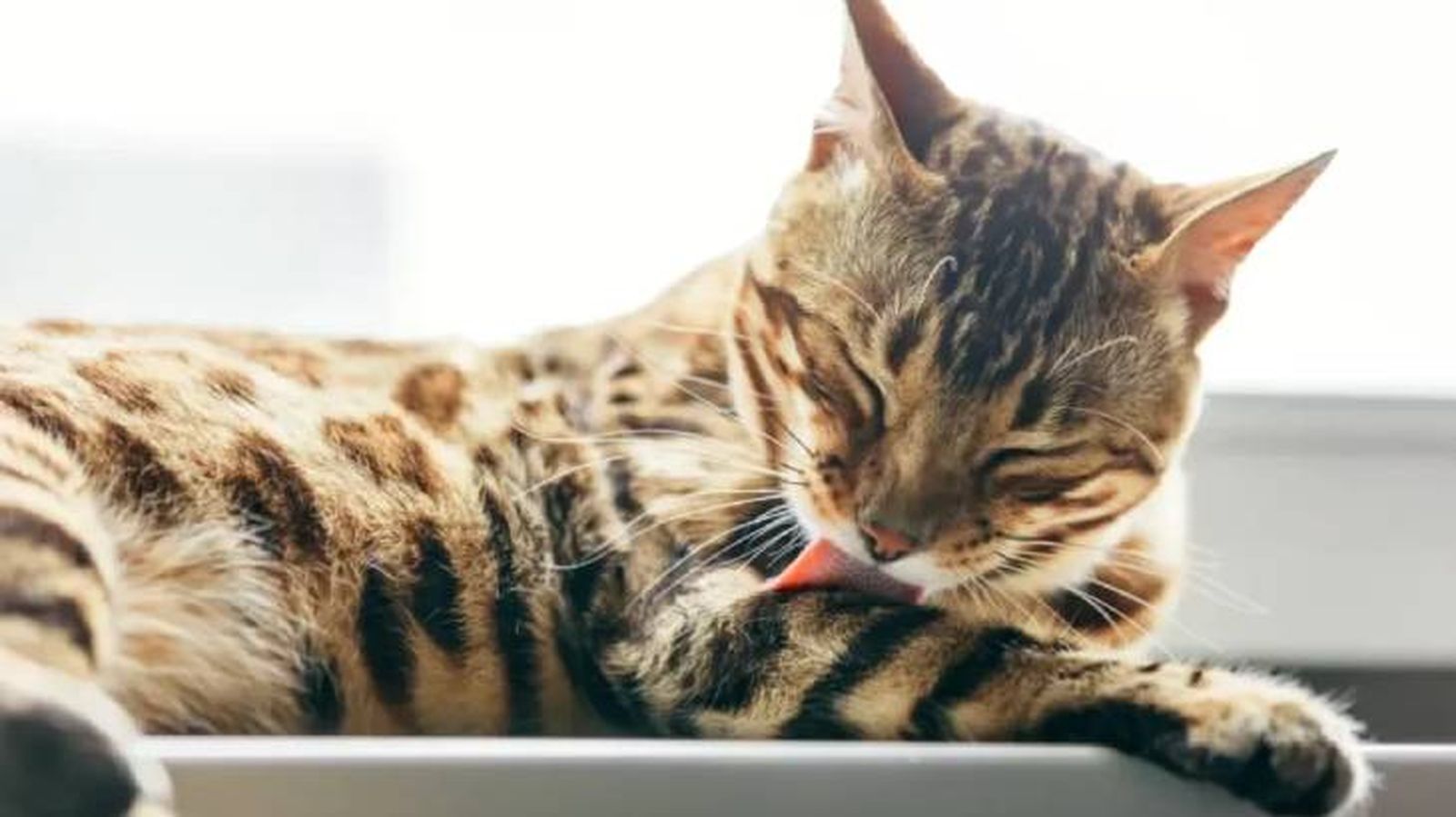leucemia en gatos 9