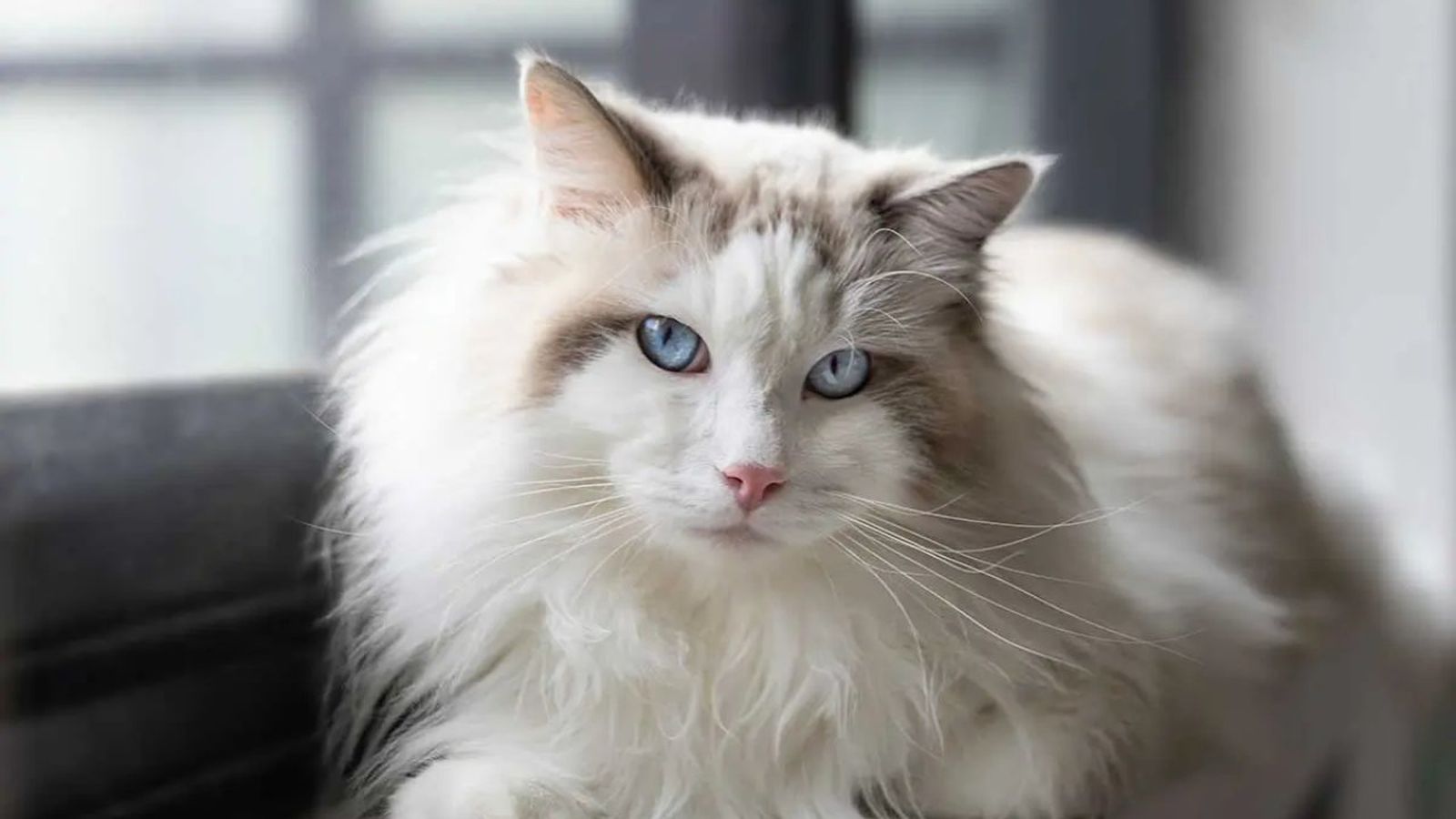 curiosidades sobre los gatos ok