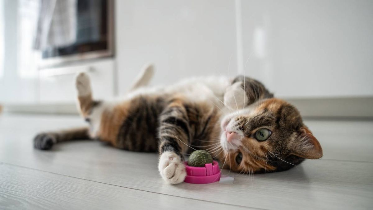 ¿Son lo mismo el catnip y la hierba gatera?