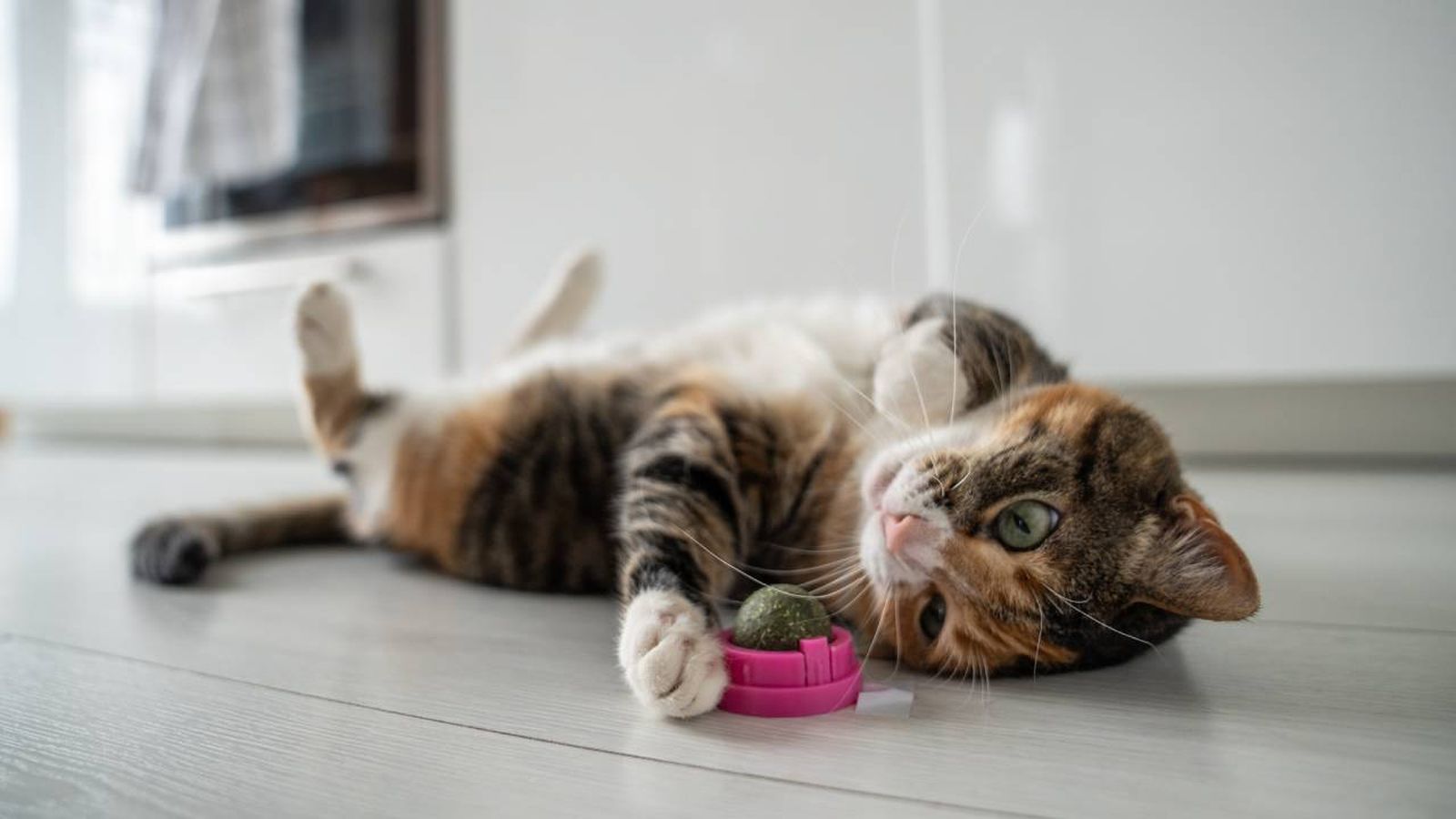 ¿Son lo mismo el catnip y la hierba gatera?