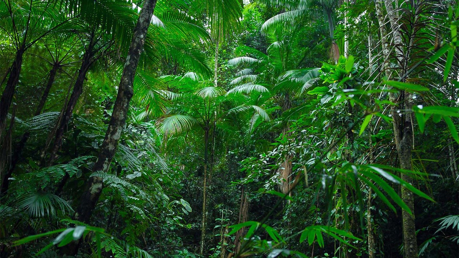 por que las plantas son verdes