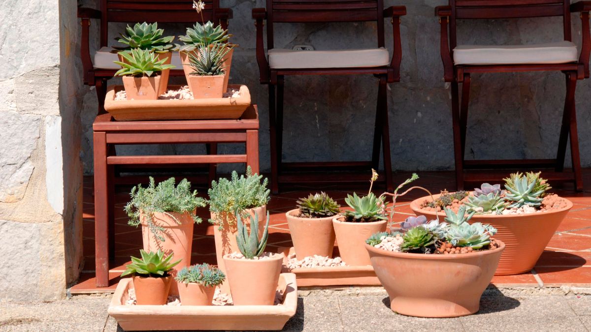 Decogarden 246 composicion plantas crasas