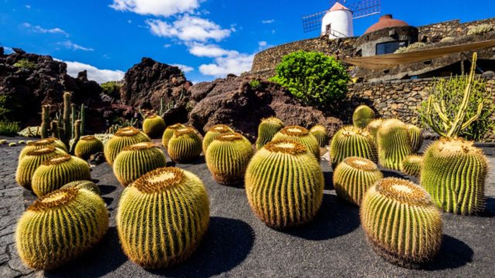 jardin de cactus de lanzarote mas bonitos de espana