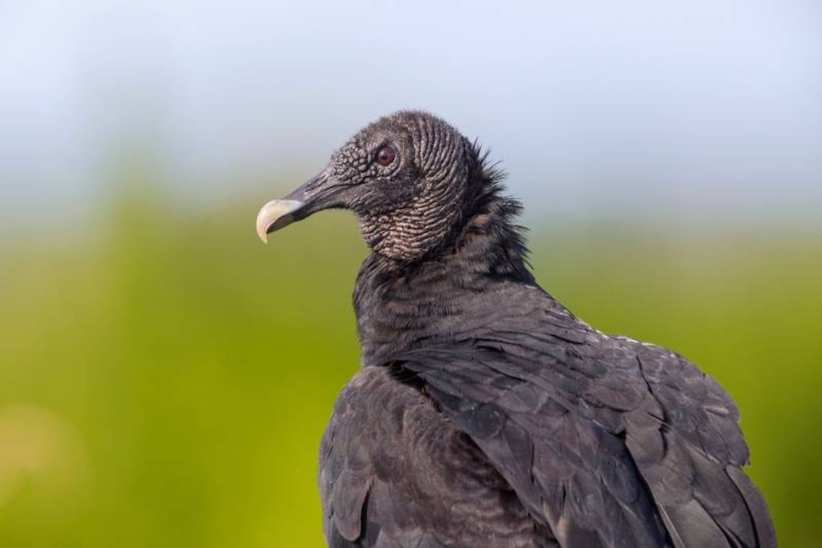 Este ave carroñera juega un papel fundamental en el ecosistema.