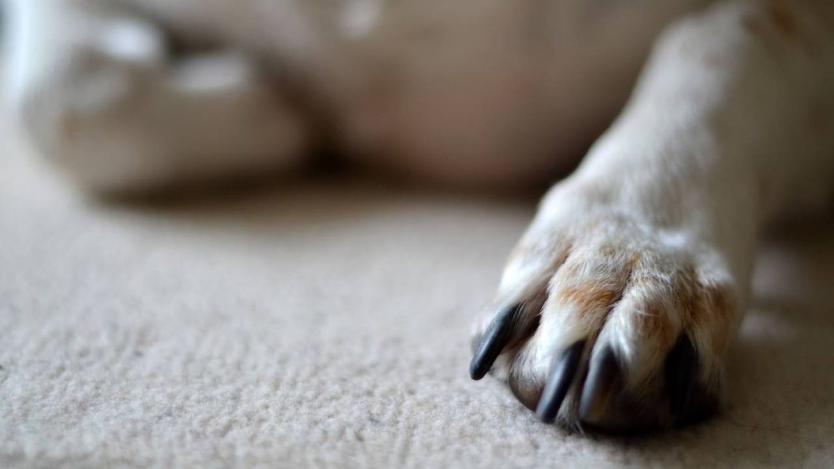 crema almohadillas perro xl