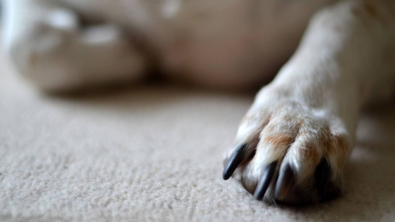 crema almohadillas perro xl