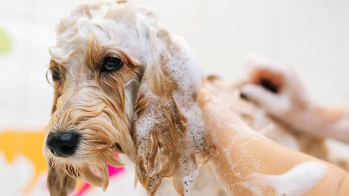 labradoodle higiene