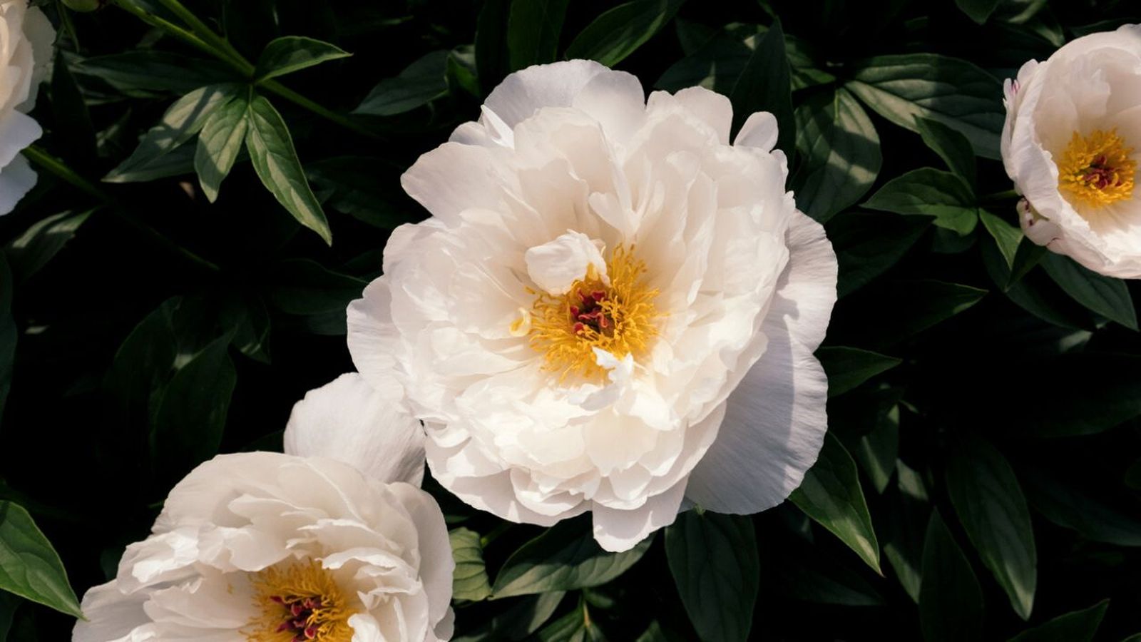 Paeonia lactiflora peonia herbacea