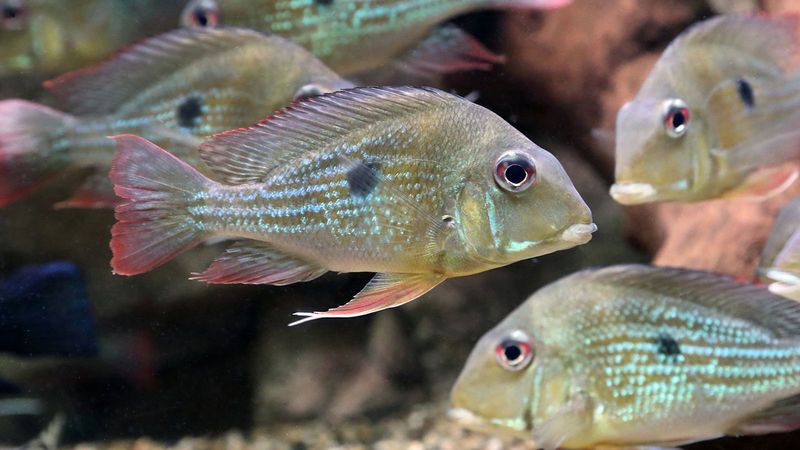 peces detritivoros