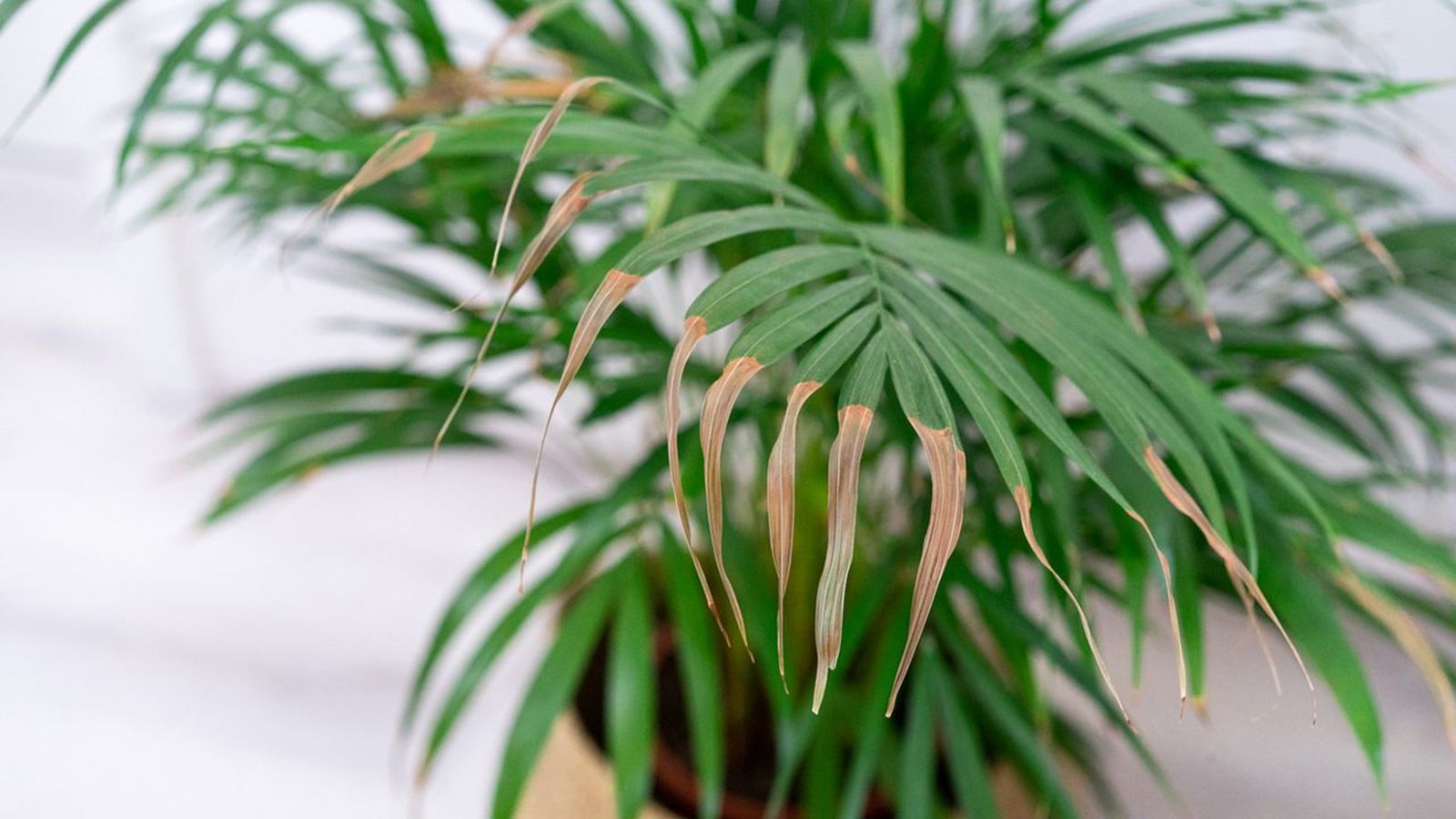 Las puntas secas de las hojas pueden originarse por diversas causas.